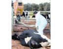 Ya hay 2 muertos en Castilla y León por  ‘las vacas locas’